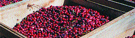 Bin of Cranberries