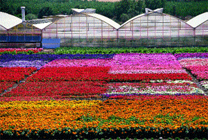 Edible Flowers