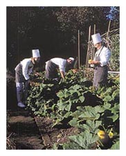 Kitchen garden