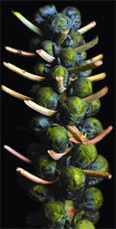 Brussels Sprouts