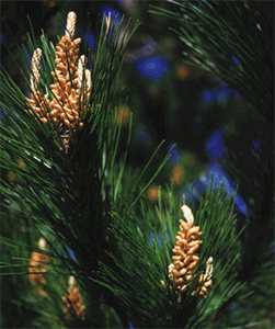 Pine Tree Nuts