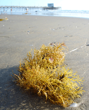 Seaweed